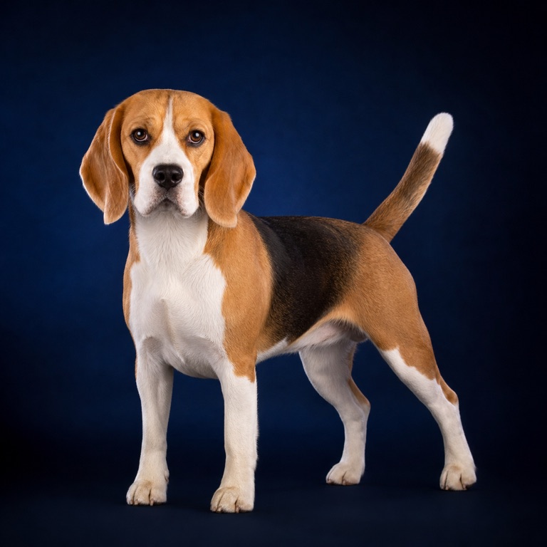 AI-generated studio concept portrait of a Beagle
